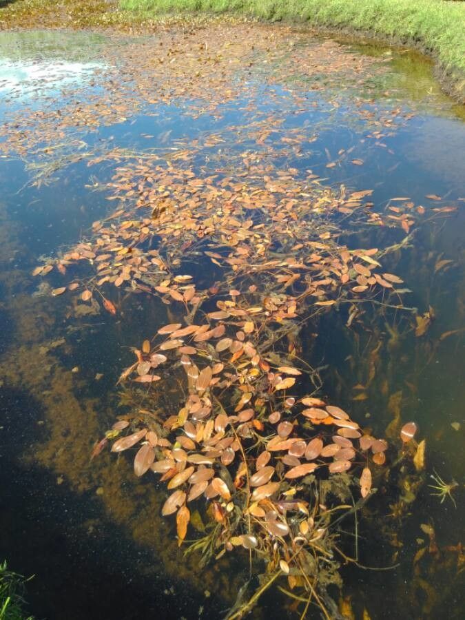 Potamogeton coloratus habit