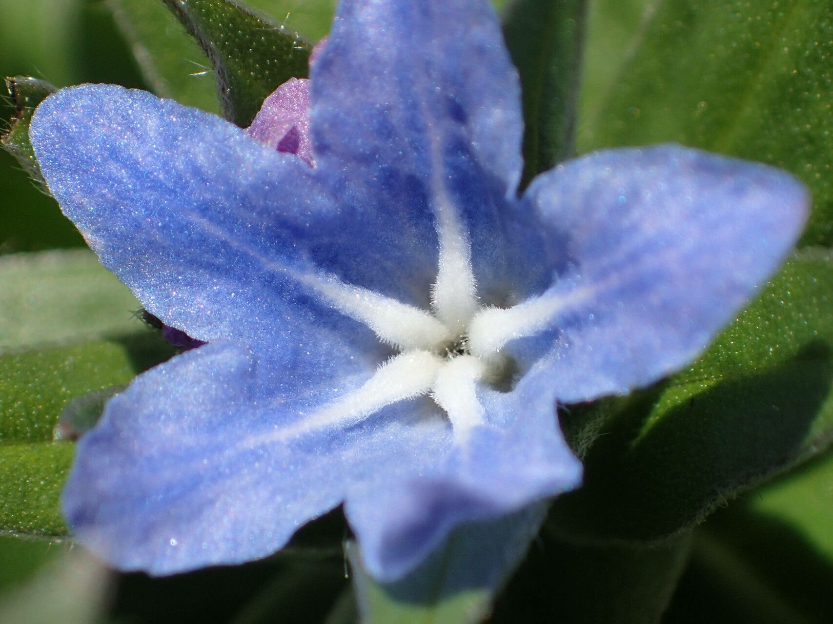 Glandora gastonii flower