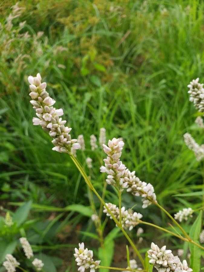 Polygonum lapathifolium flower