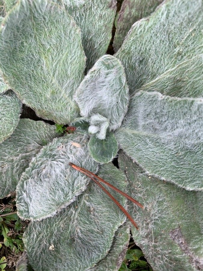 Hieracium mixtum — houseplant care guide