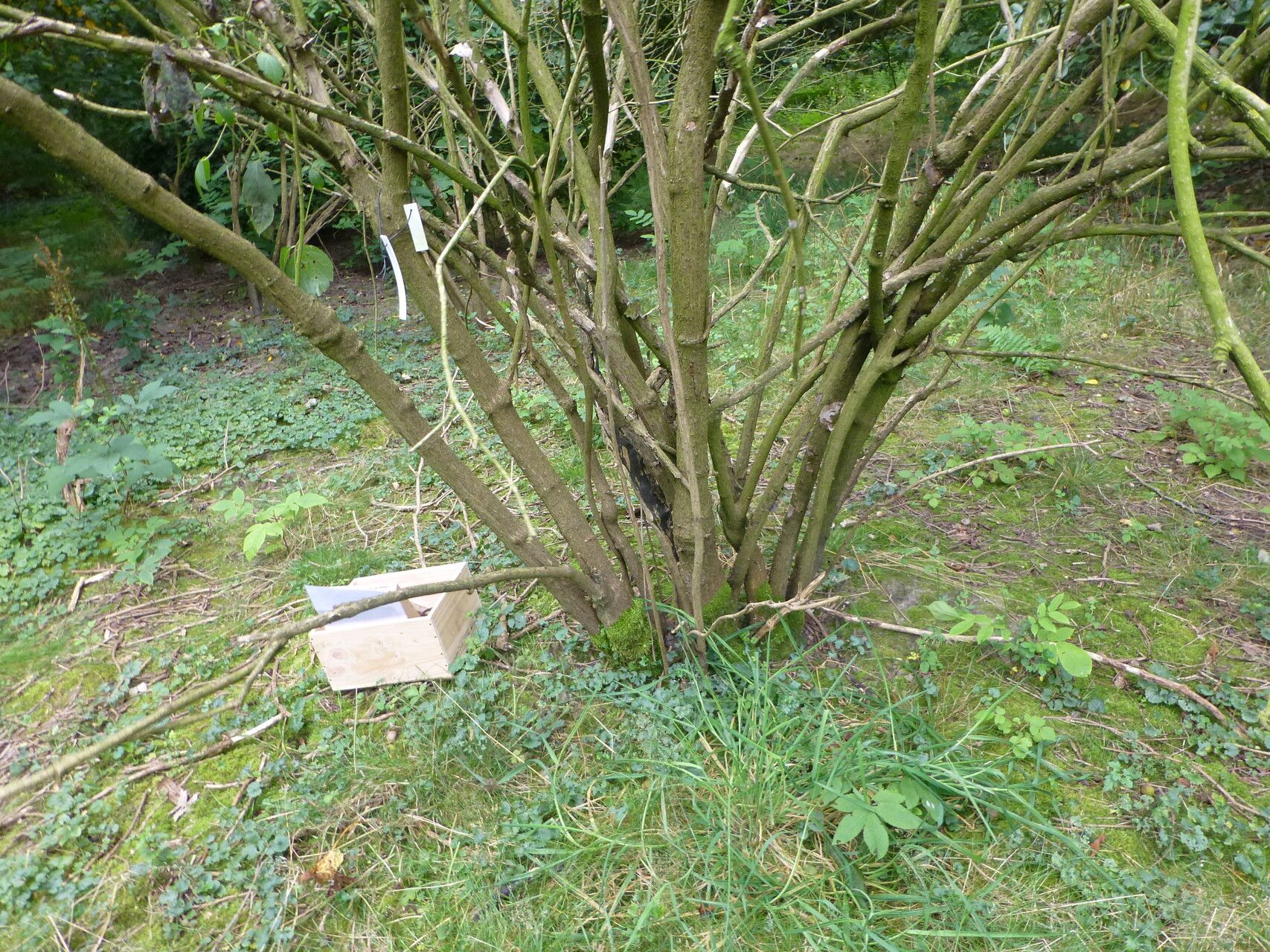 Eleutherococcus sessiliflorus habit