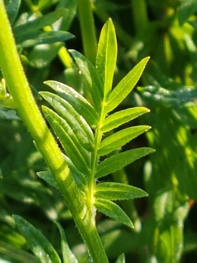 Polemonium occidentale — search result for 'Phlox'