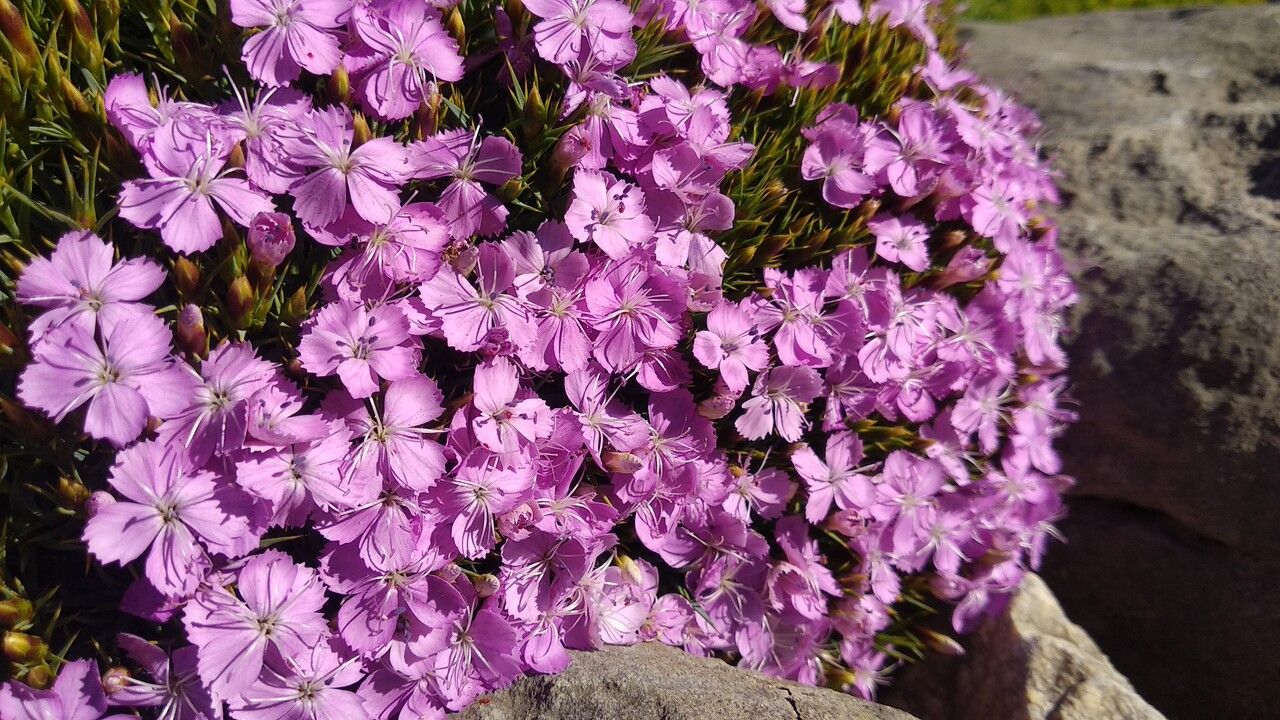 Dianthus webbianus flower