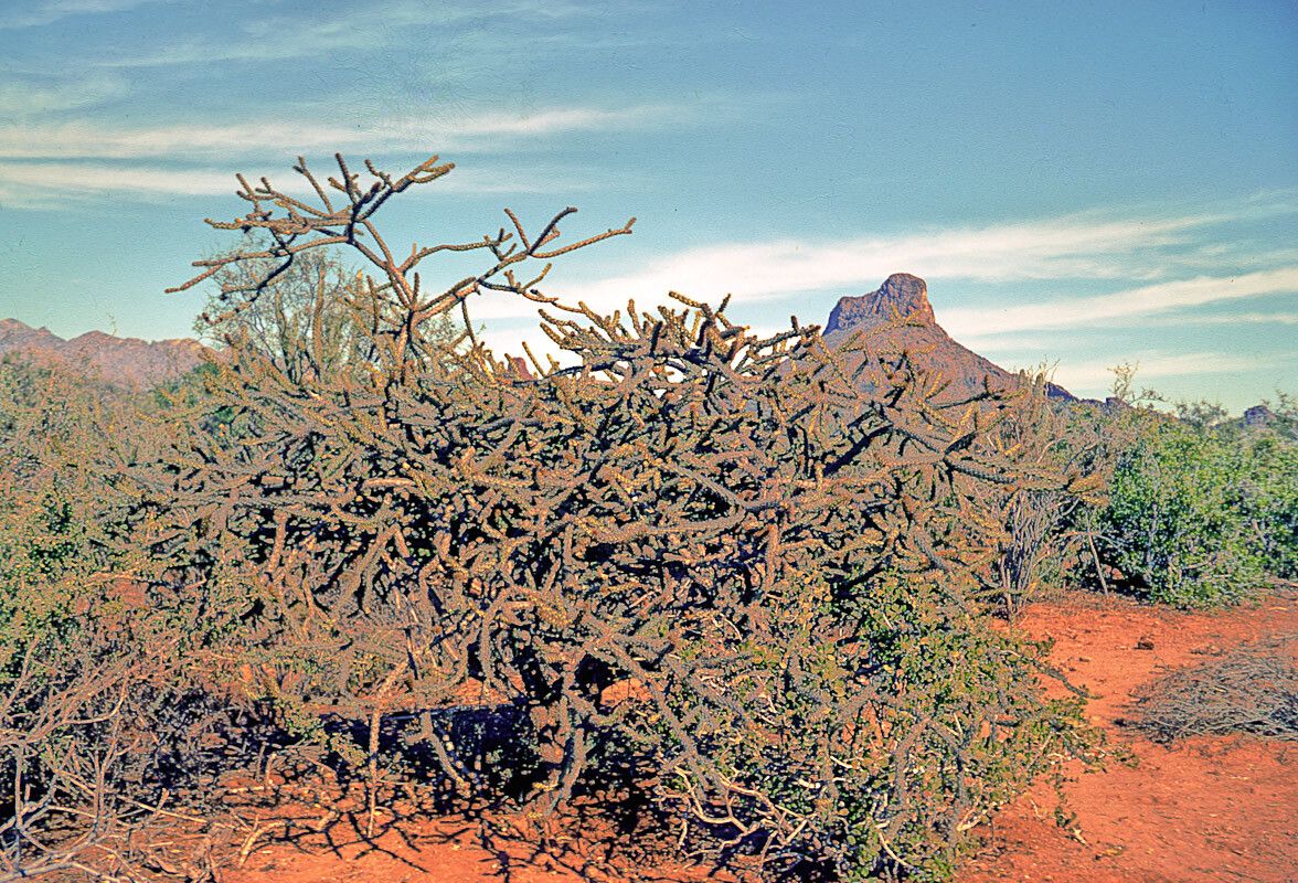 Cylindropuntia arbuscula