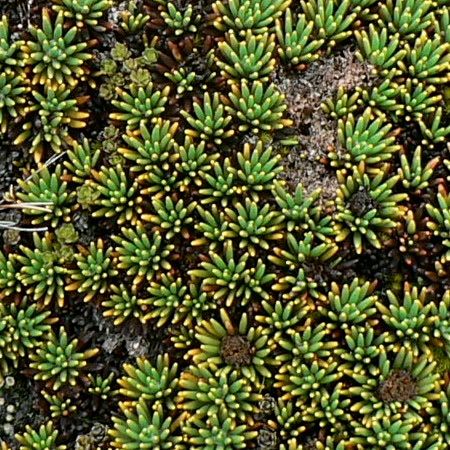 Werneria rigida — houseplant care guide