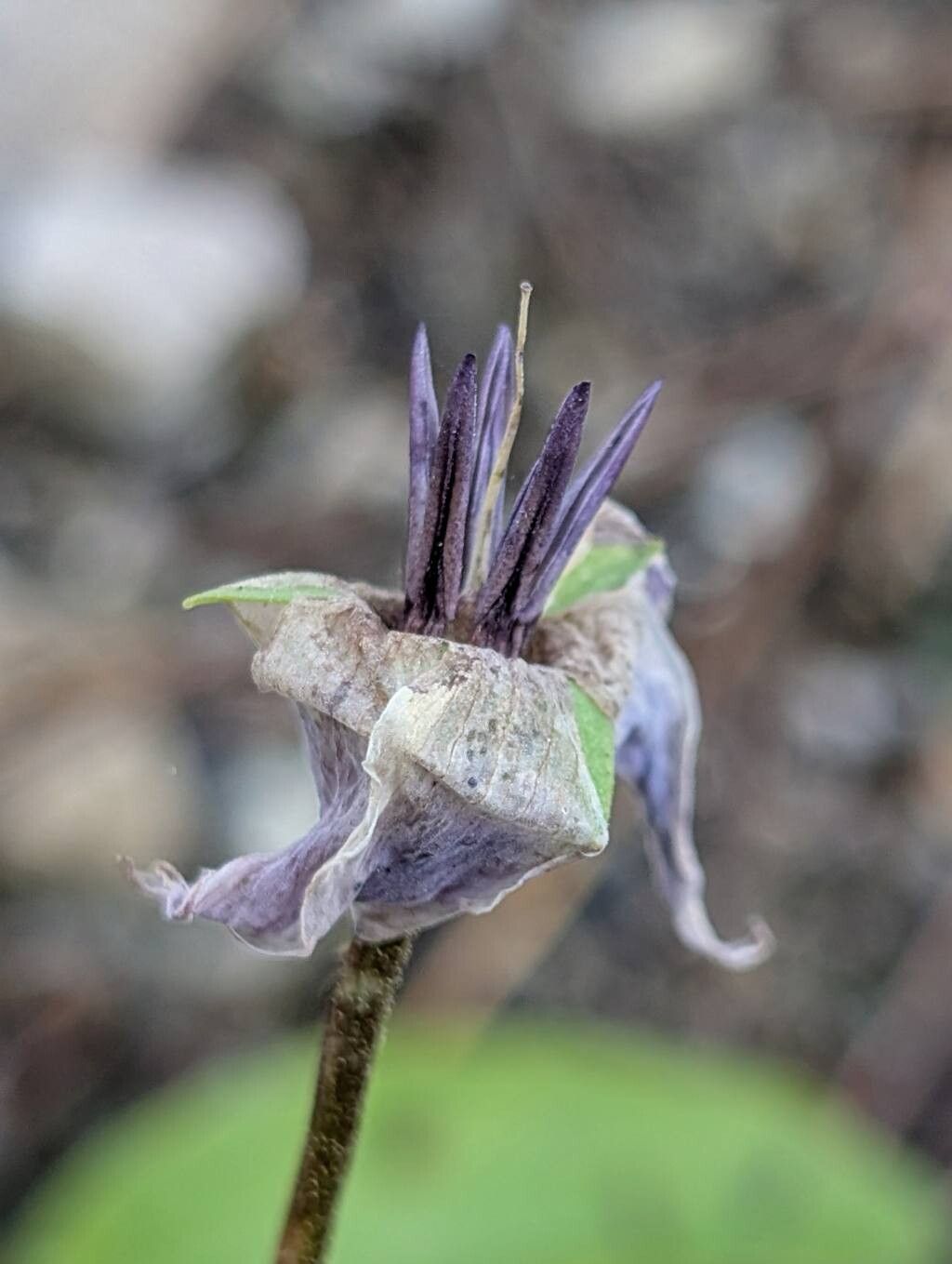 Primula austrofrigida other