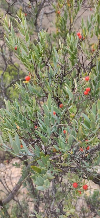 Osyris lanceolata leaf