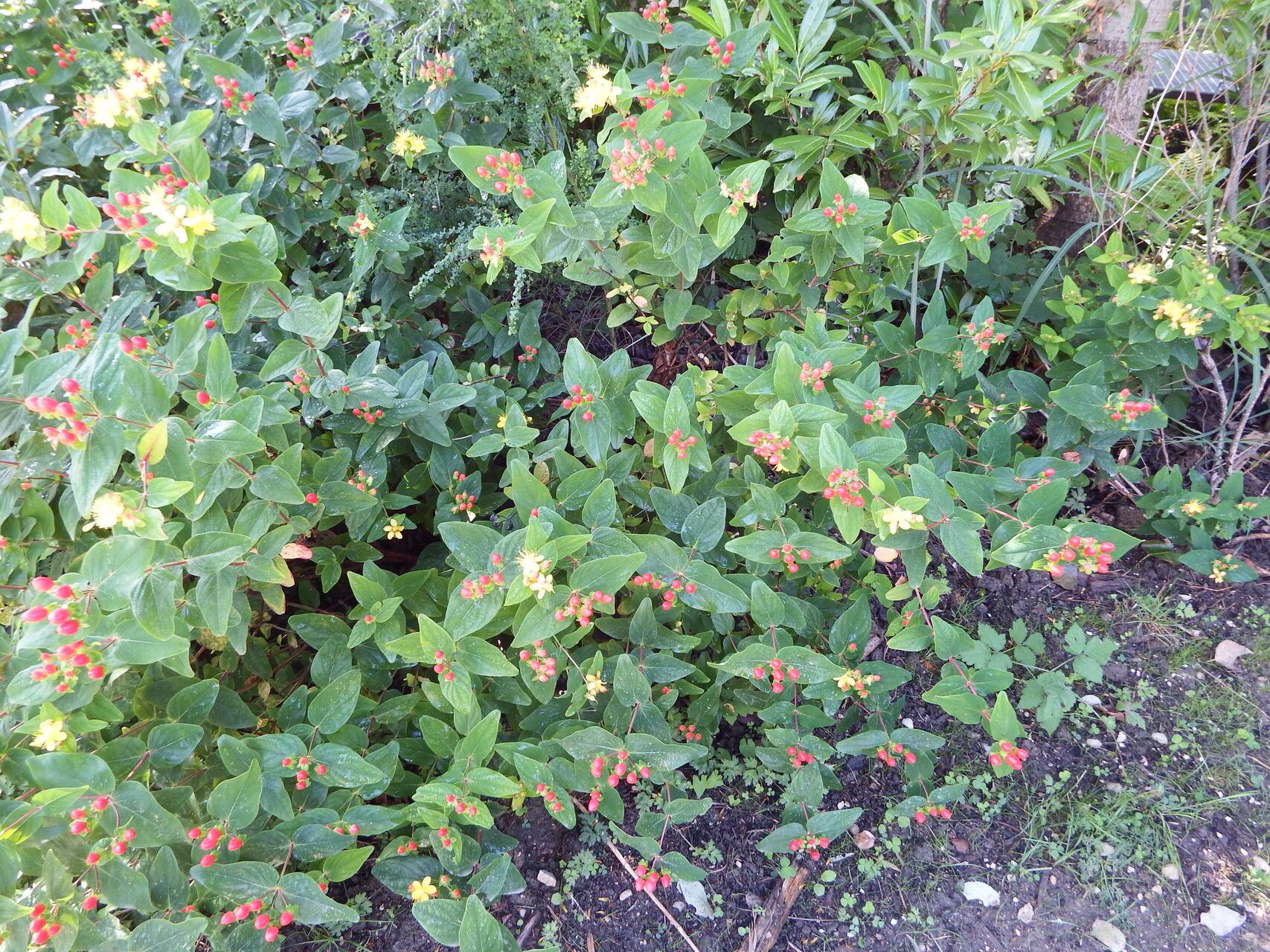 Hypericum × inodorum leaf