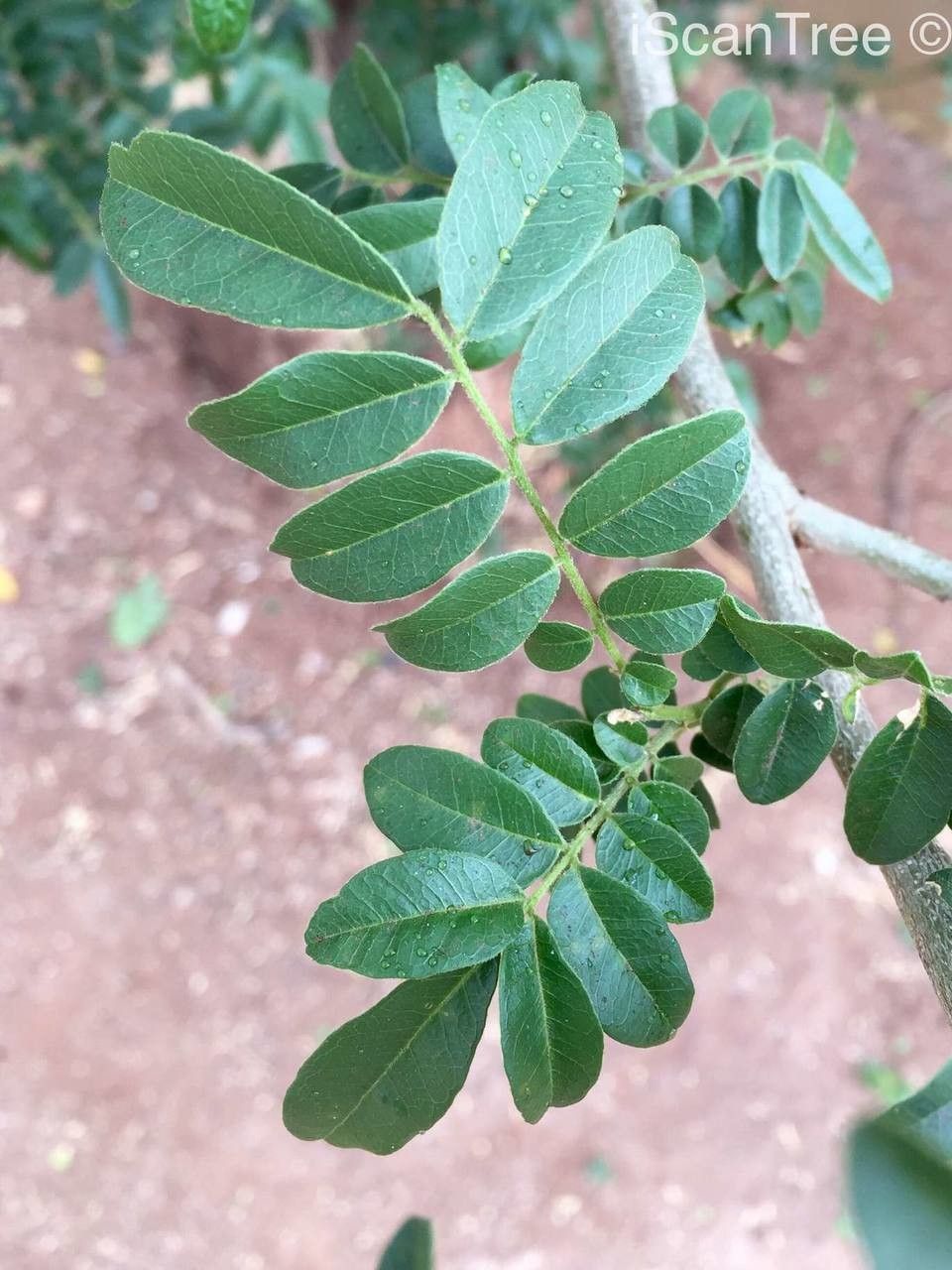 Xanthocercis zambesiaca leaf