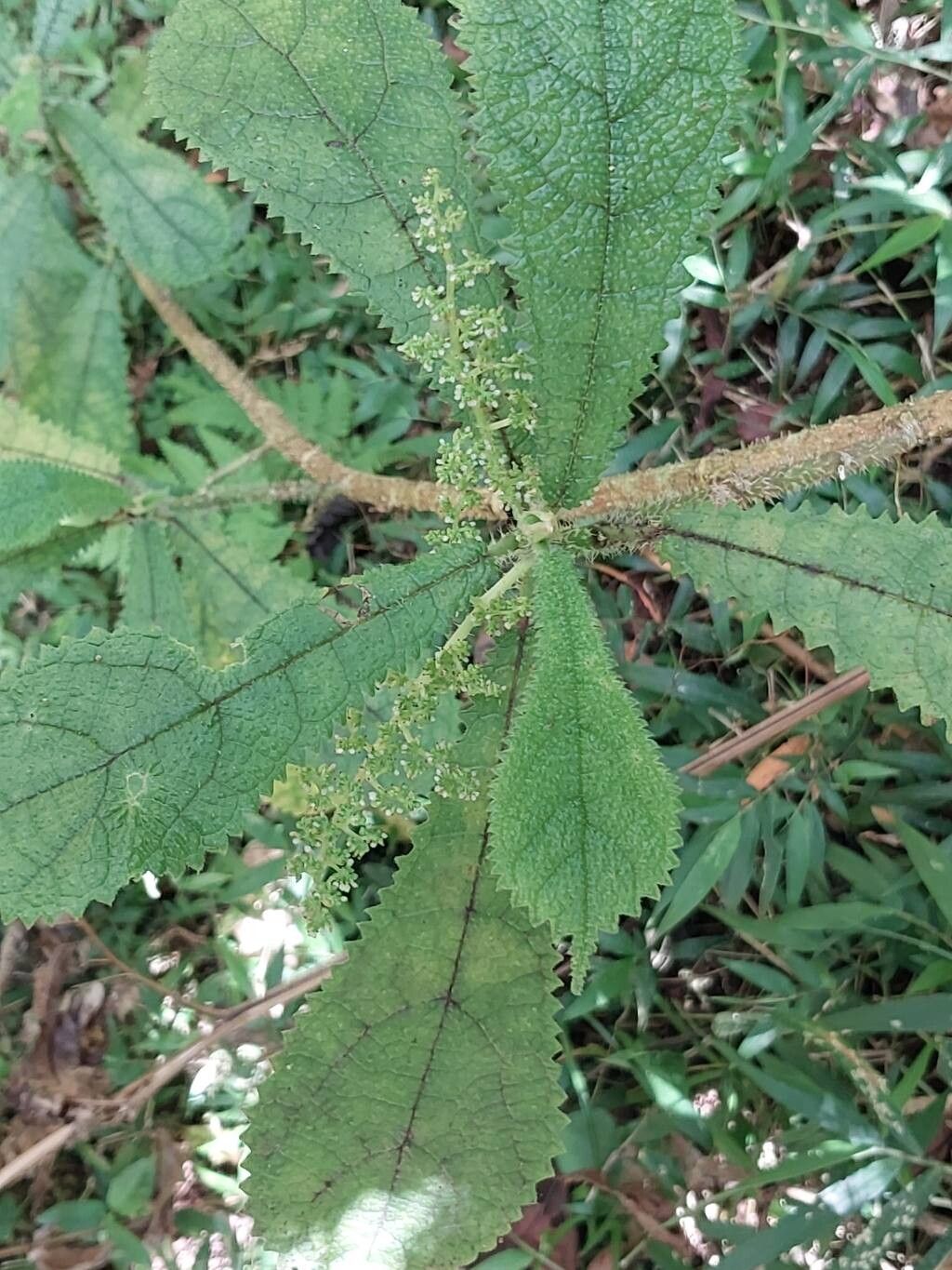 Laportea humblotii other