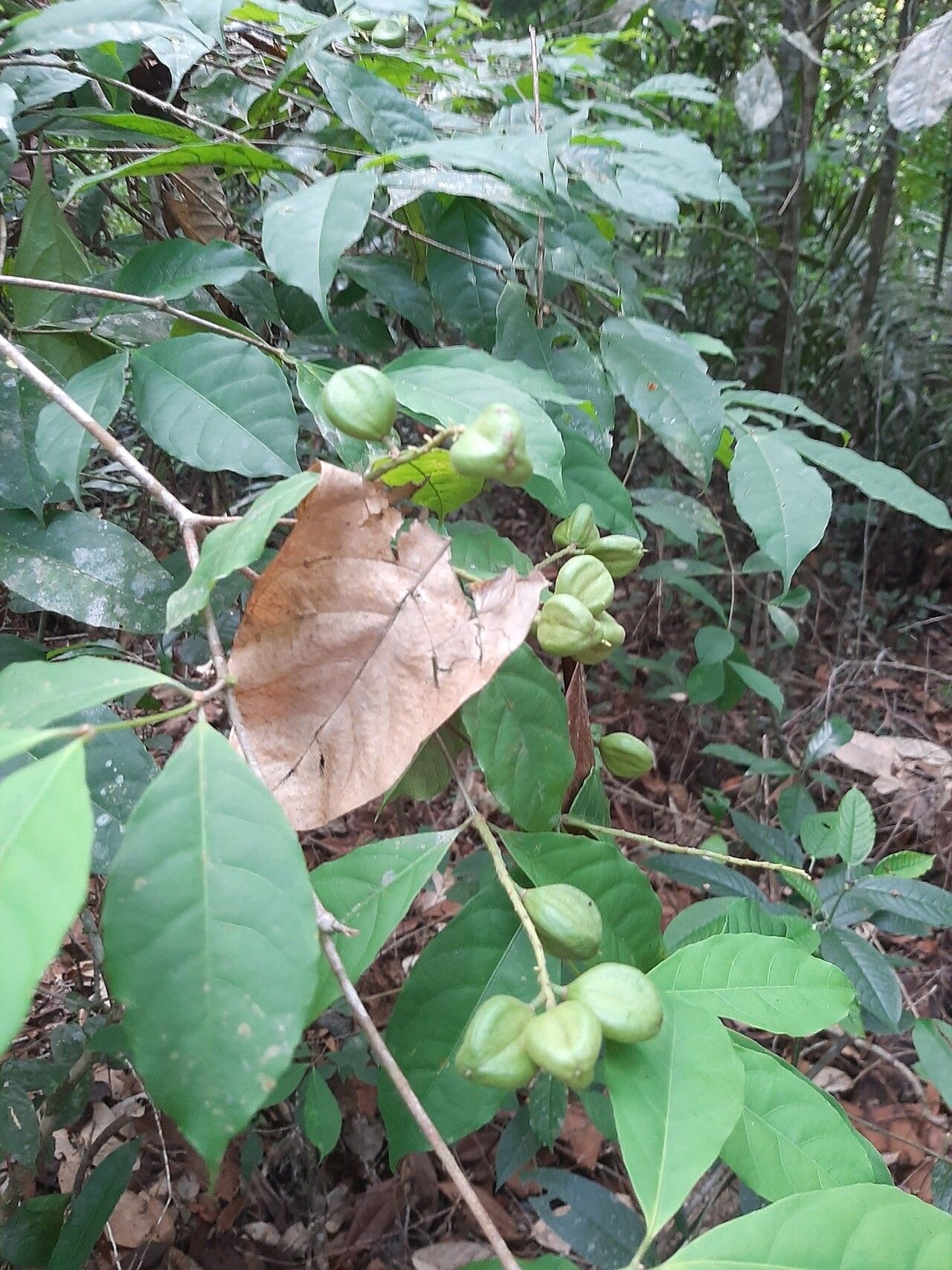 Rinorea racemosa — houseplant care guide