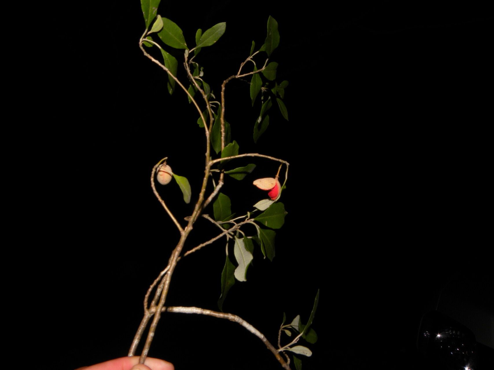 Quadrella morenoi habit