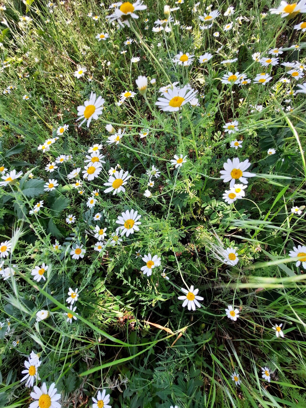Cota austriaca flower