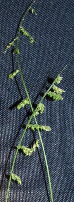 Panicum pulchellum other