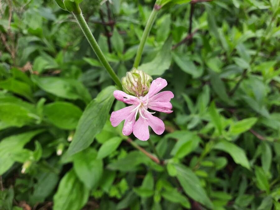 Silene pendula flower