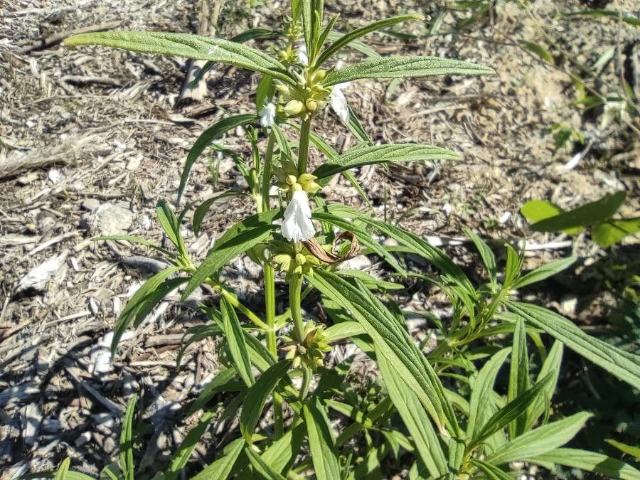 Leucas lavandulifolia flower
