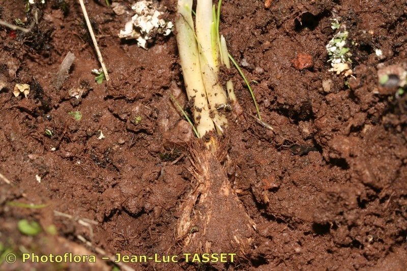 Crocus salzmannii bark