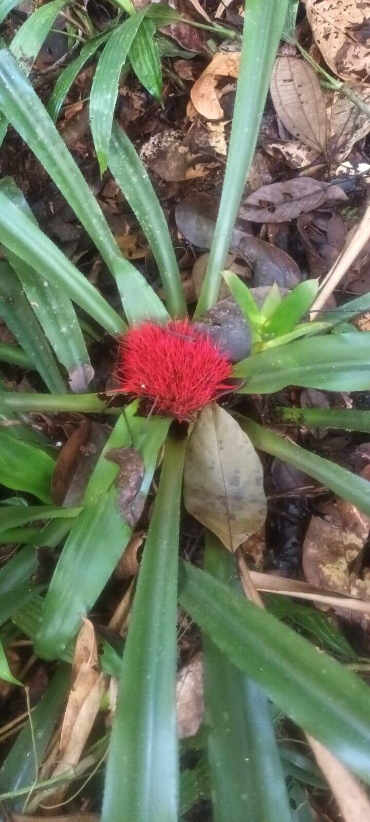Aechmea echinata — search result for 'Aechmea'