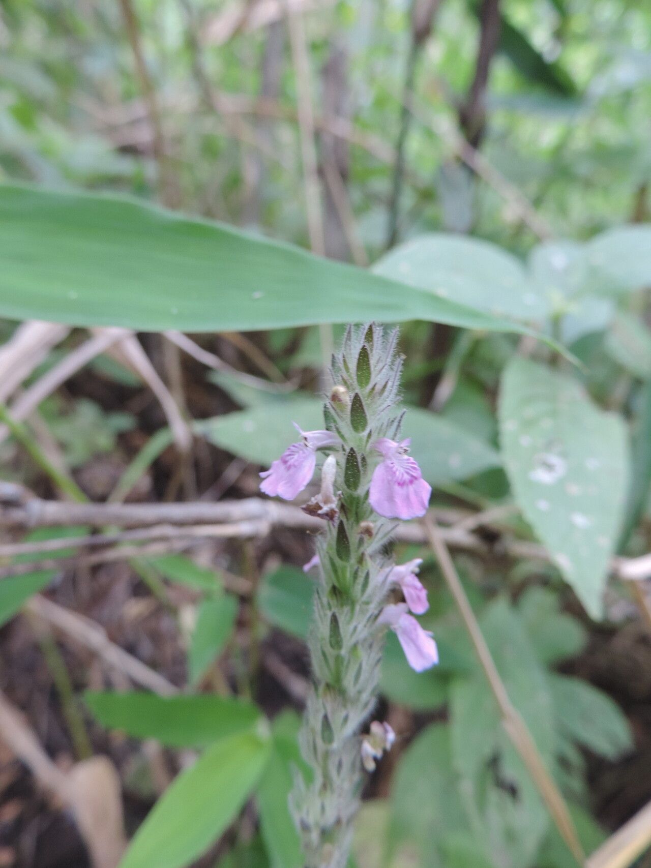 Justicia nyassana — houseplant care guide