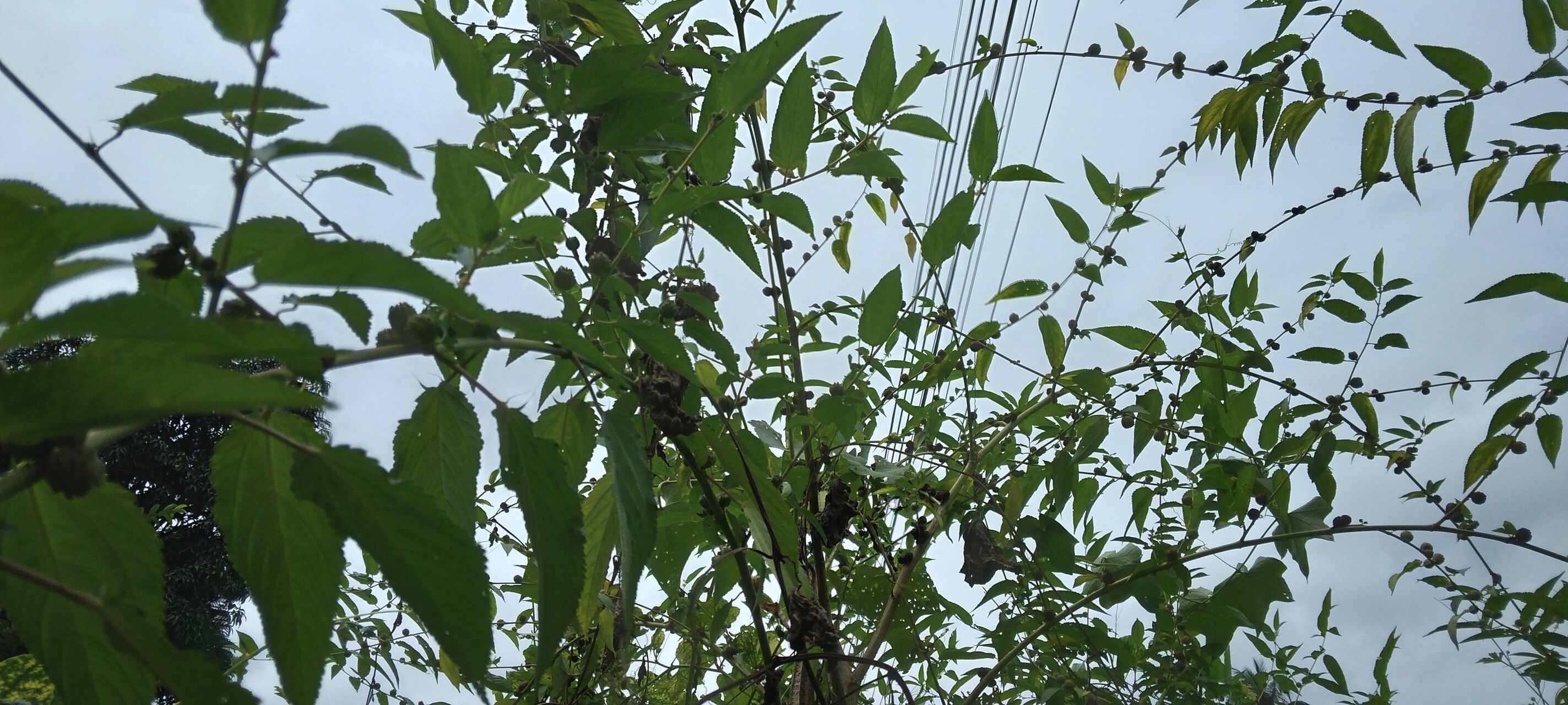 Corchorus capsularis habit