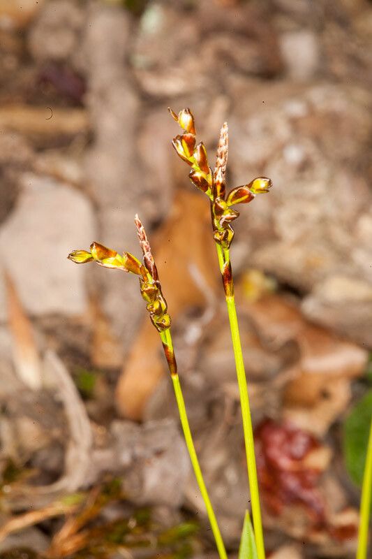 Carex digitata fruit