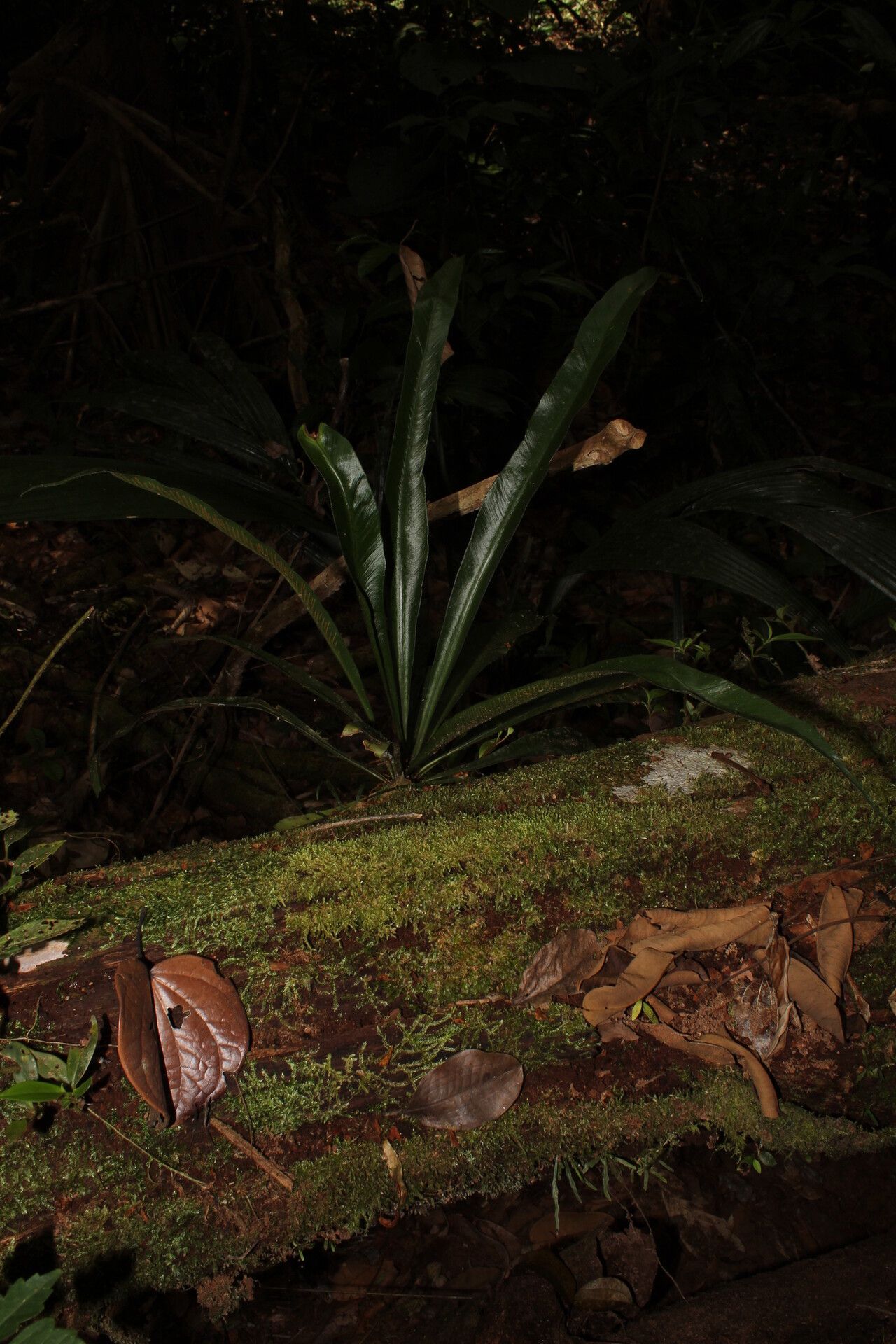 Asplenium angustum habit
