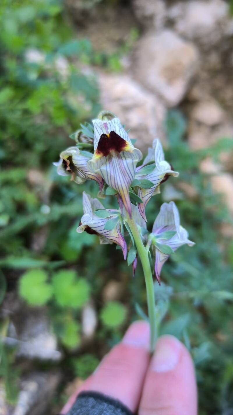 Linaria tristis flower