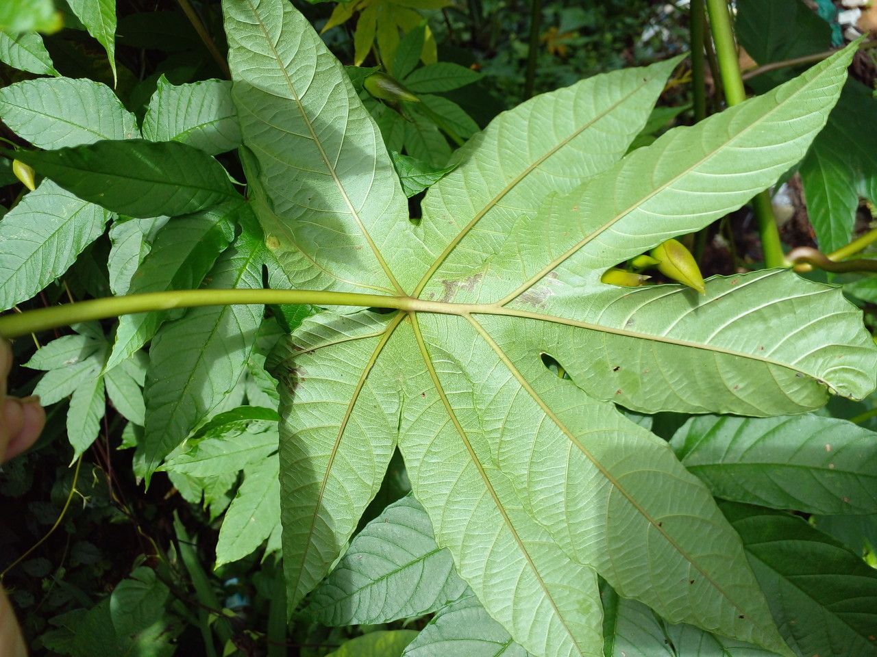 Merremia tuberosa leaf