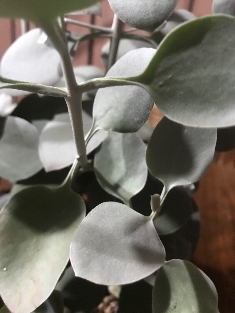 Kalanchoe bracteata other