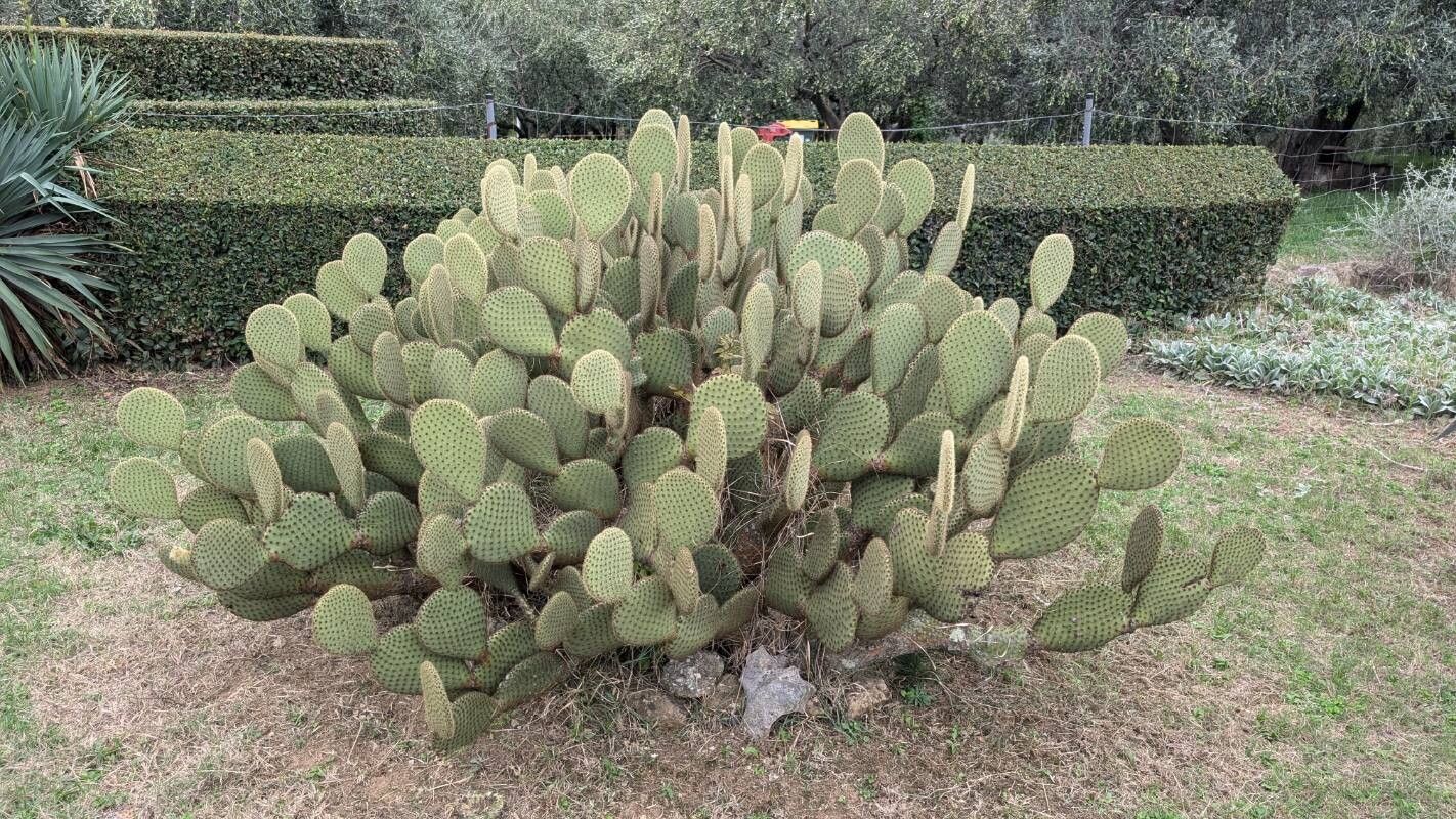 Opuntia scheeri habit