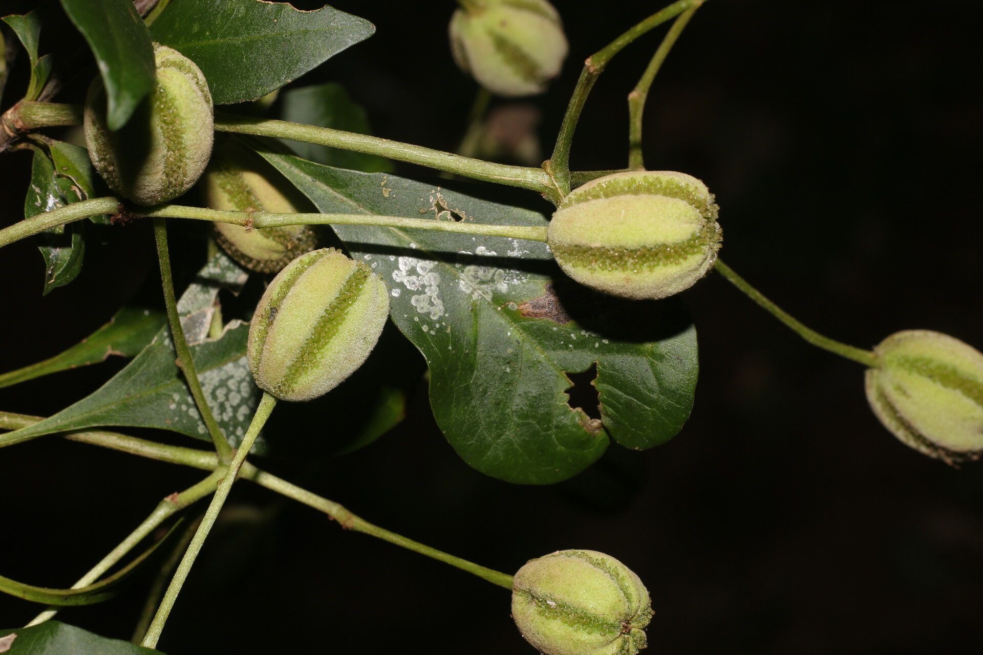 Pisonia macranthocarpa fruit