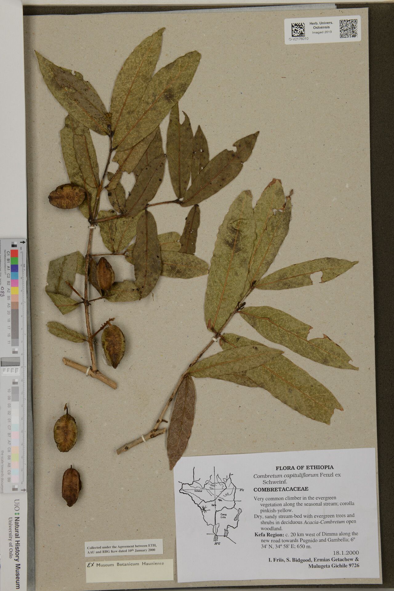 Combretum capituliflorum — houseplant care guide