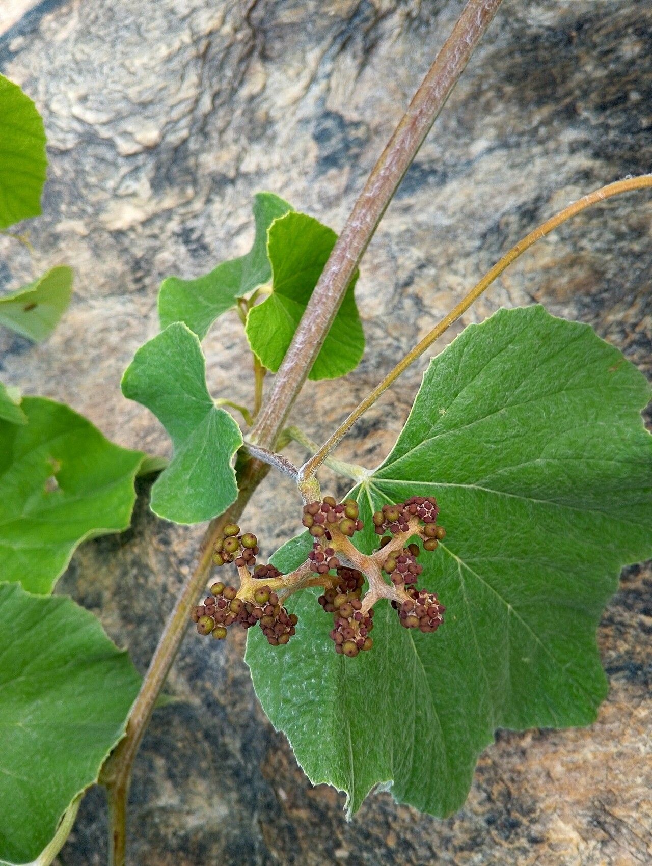 Ampelocissus bombycina — houseplant care guide