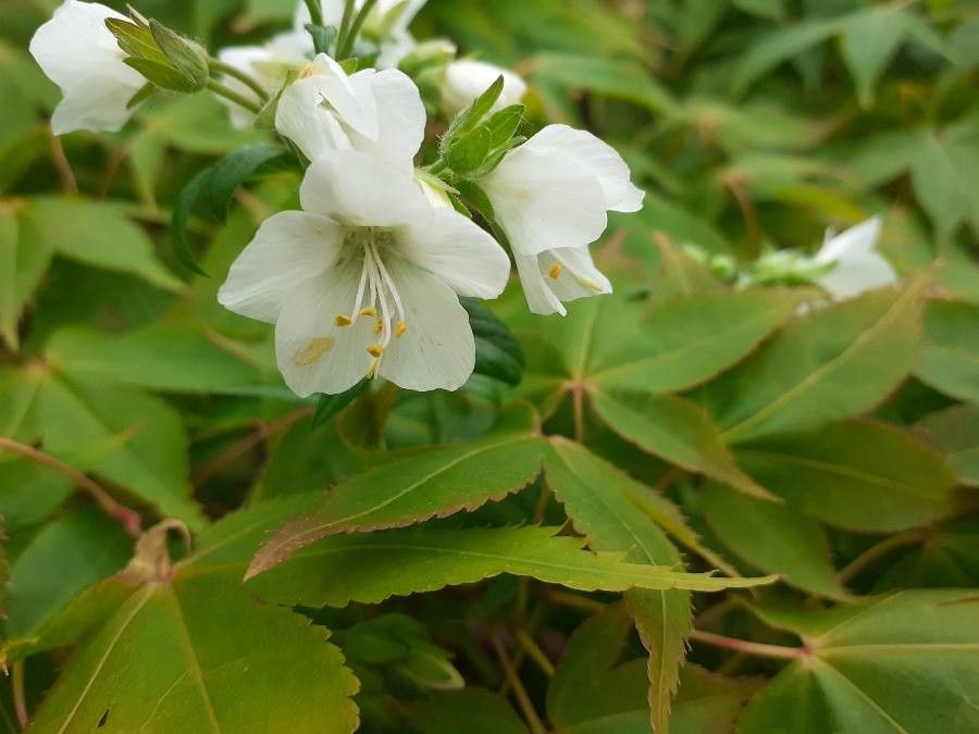 Polemonium carneum flower