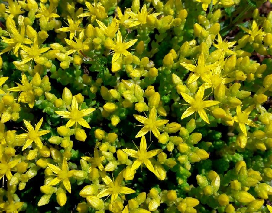 Sedum acre flower