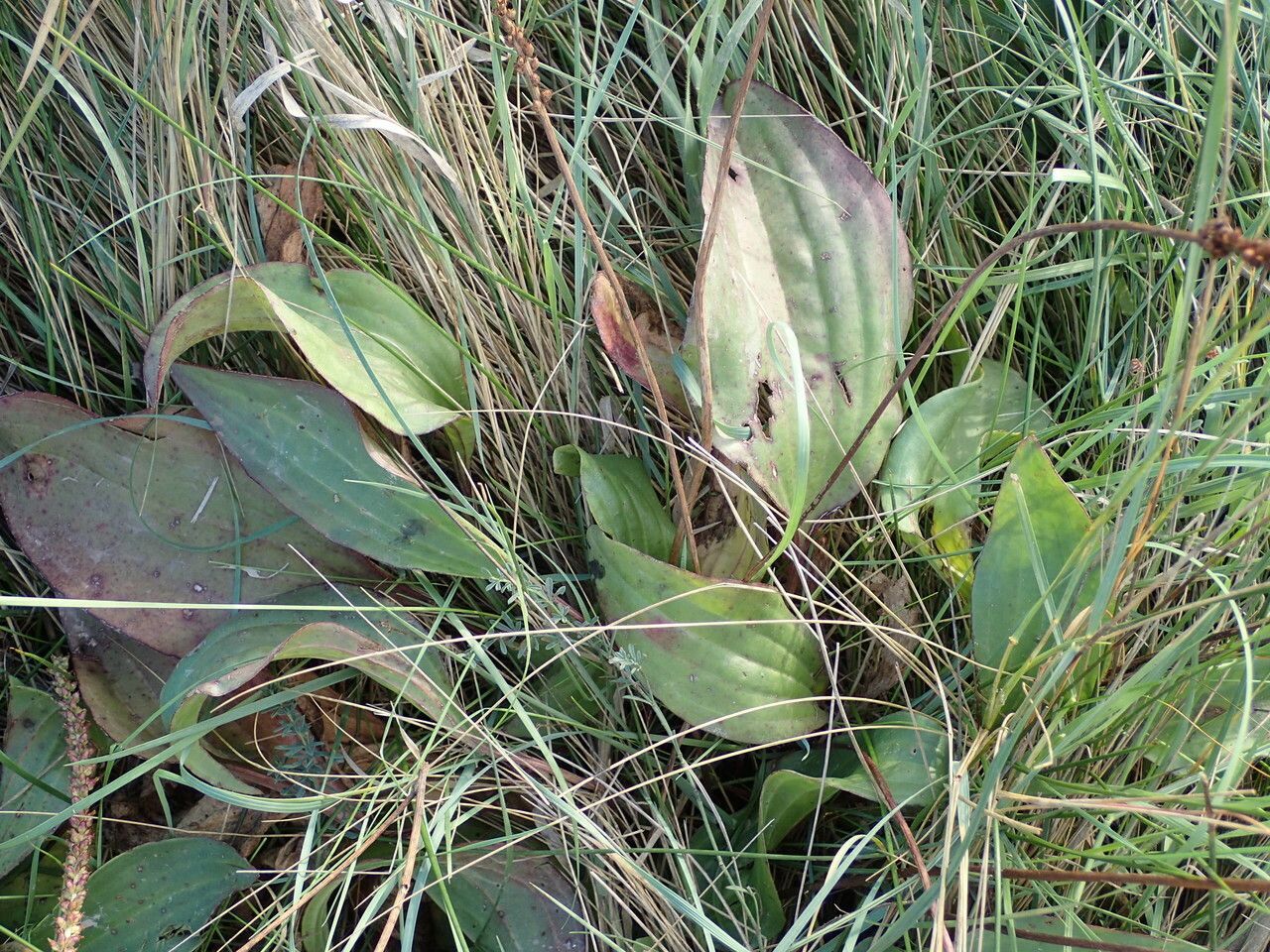 Plantago cornuti leaf