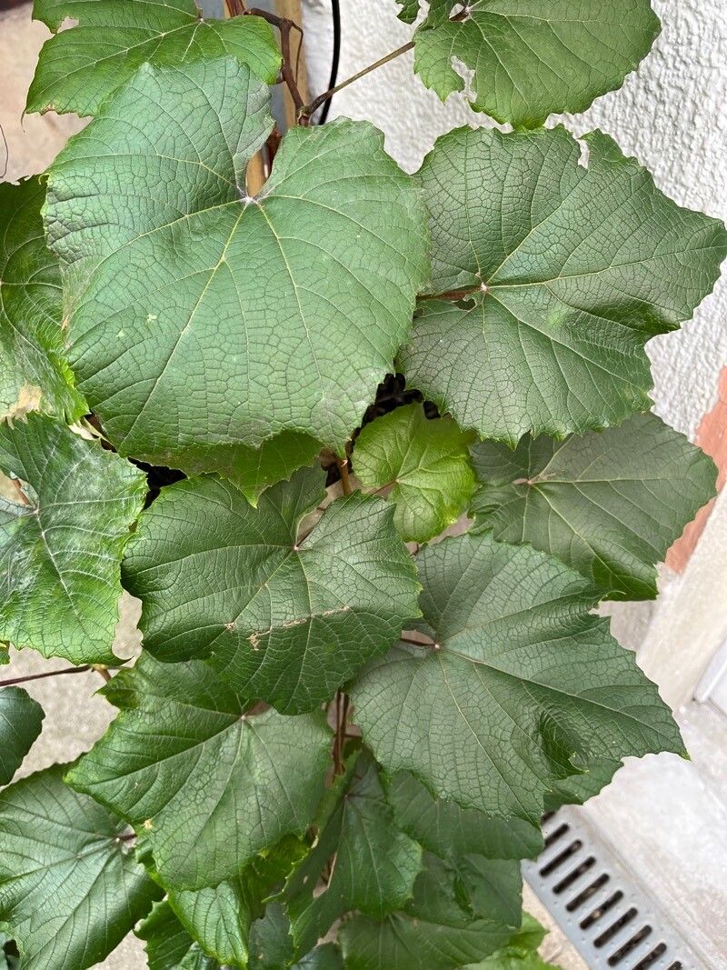 Rubus aculeolatus