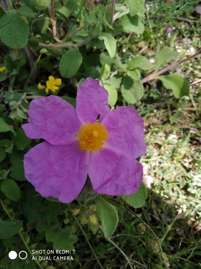 Cistus × incanus flower