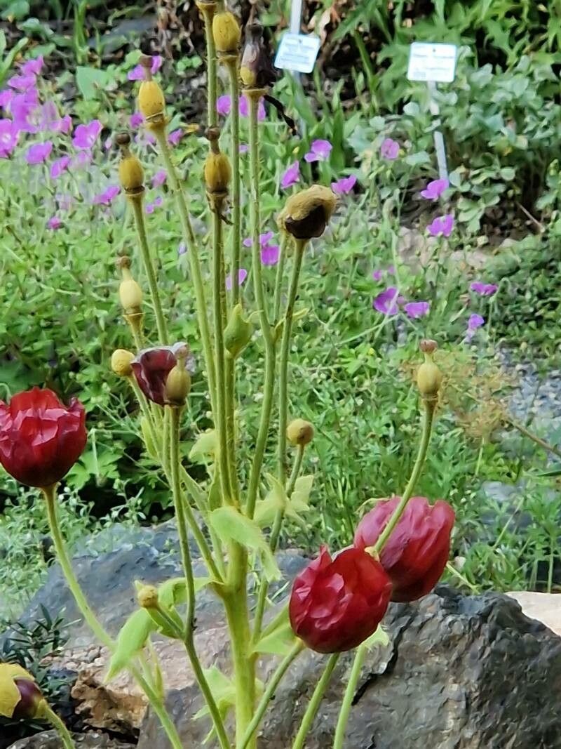 Meconopsis manasluensis flower