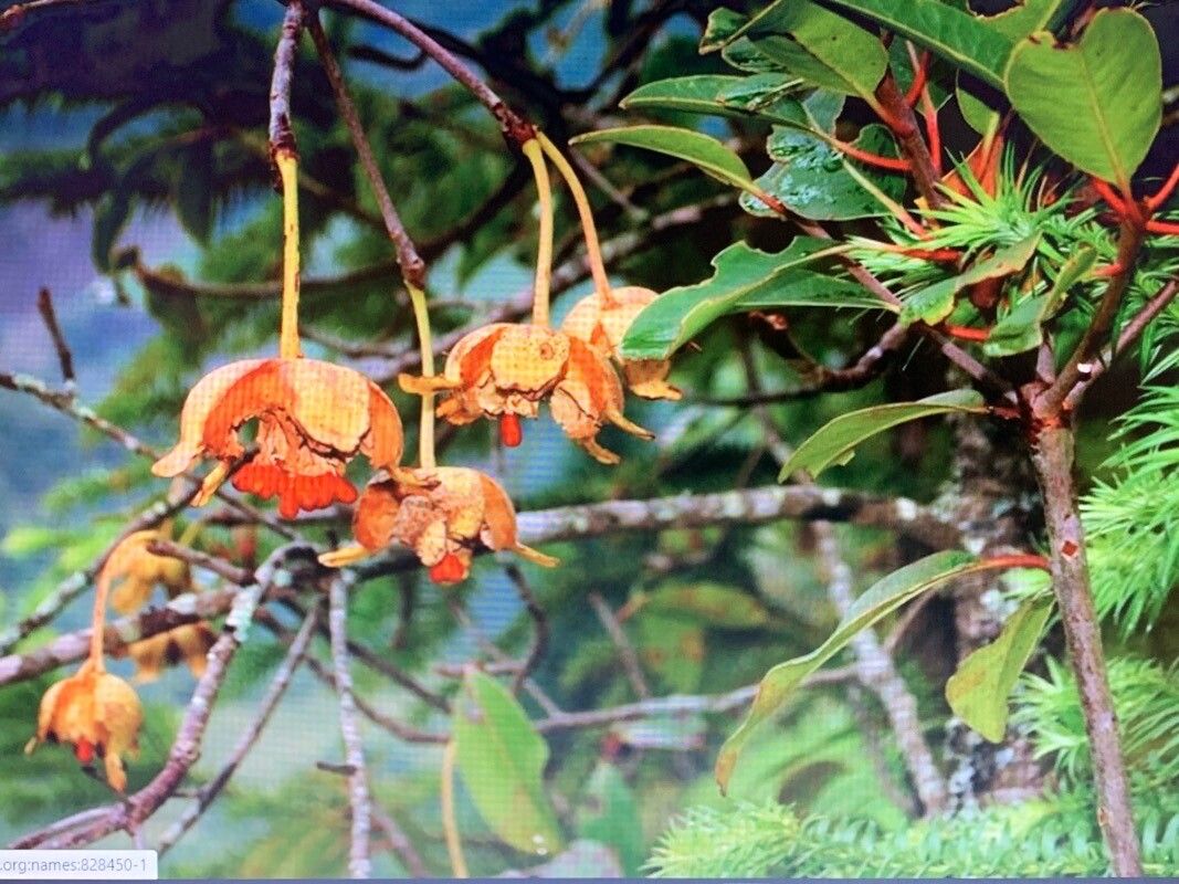 Anneslea fragrans — houseplant care guide