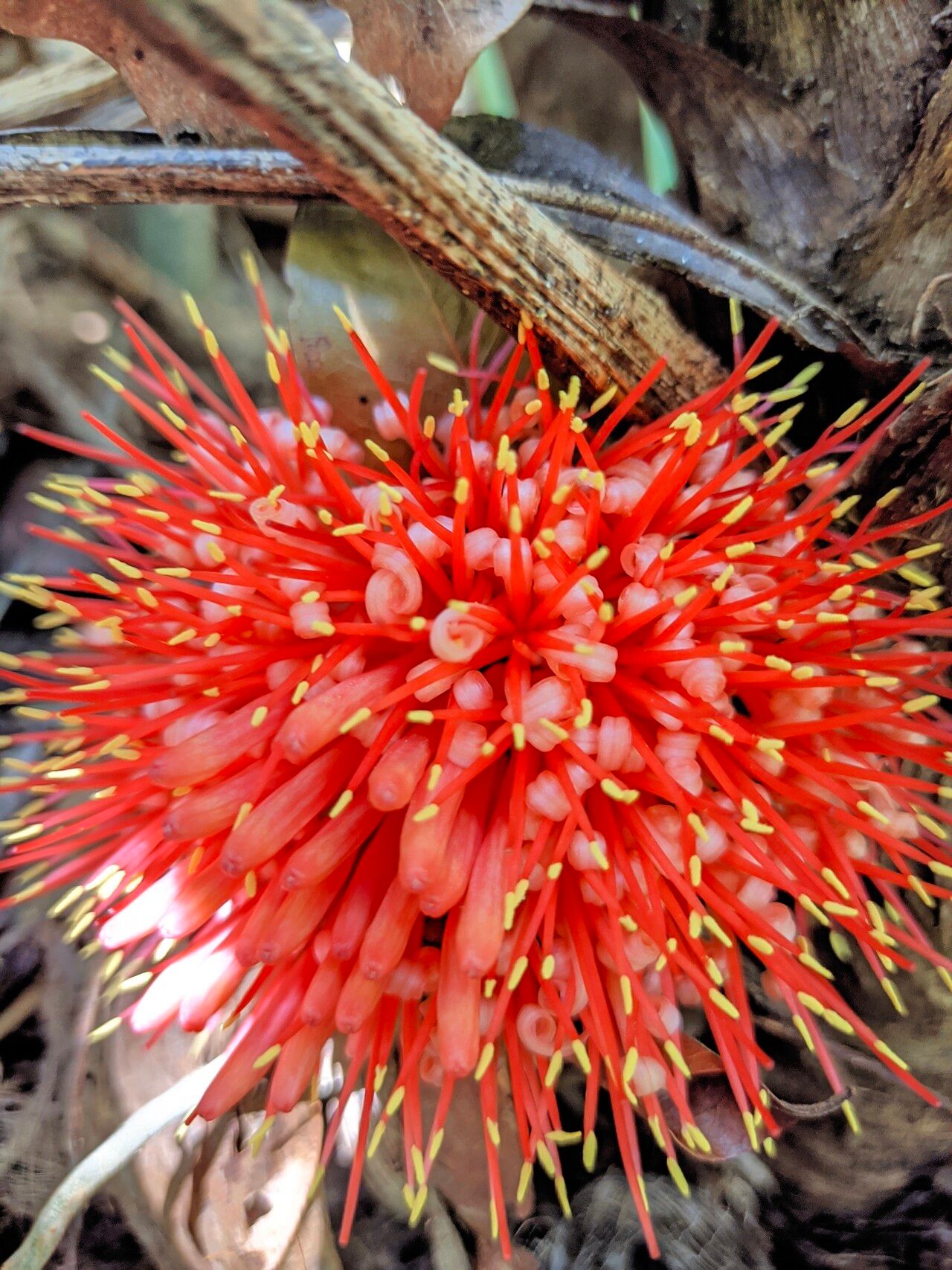 Dracaena sambiranensis flower