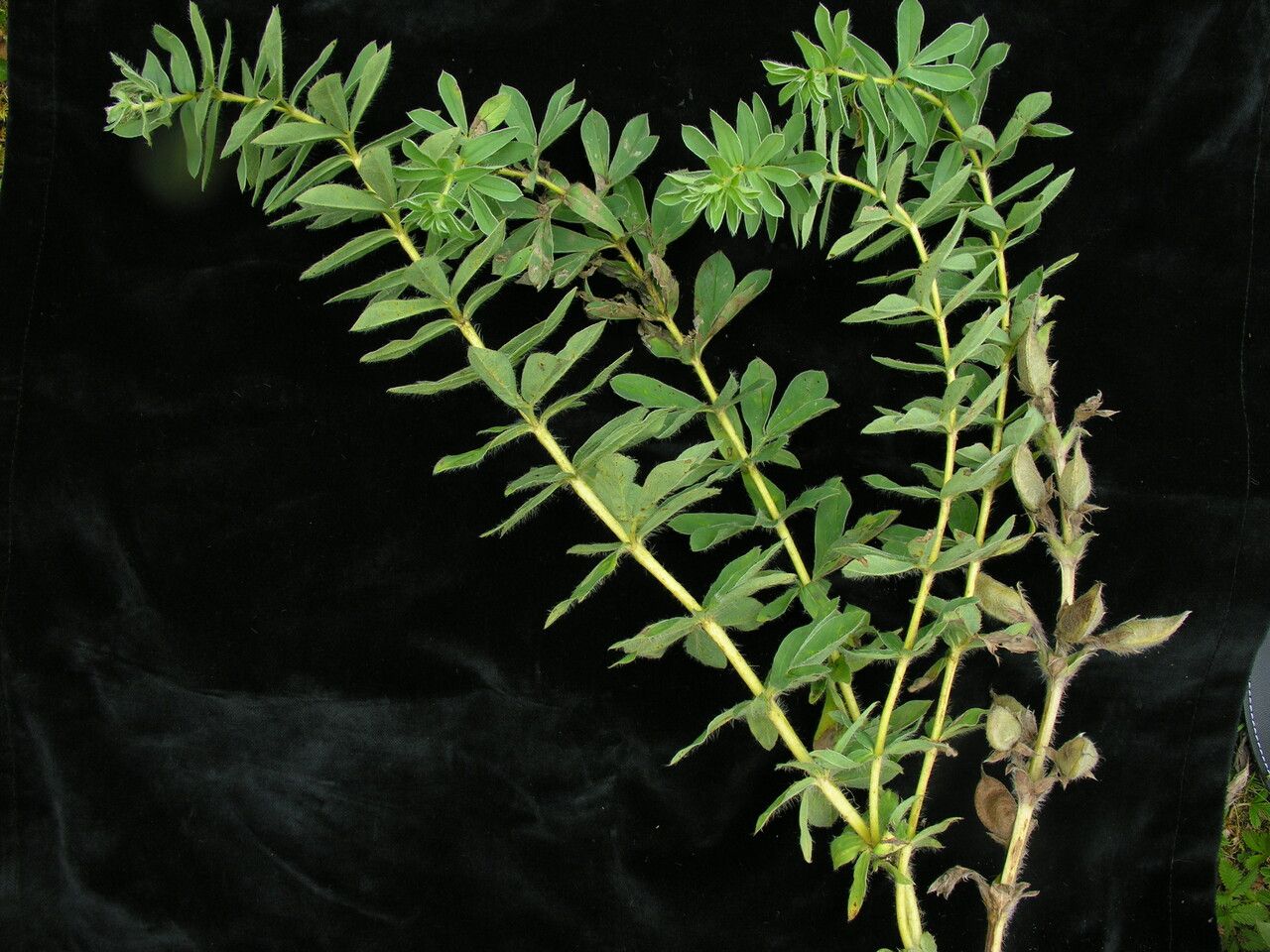 Thermopsis barbata — related species from the same genus