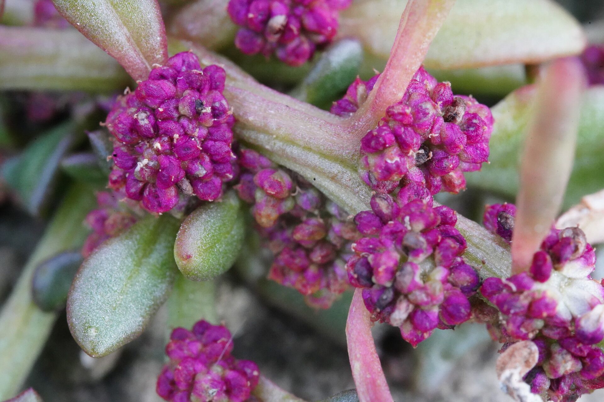 Oxybasis rubra fruit