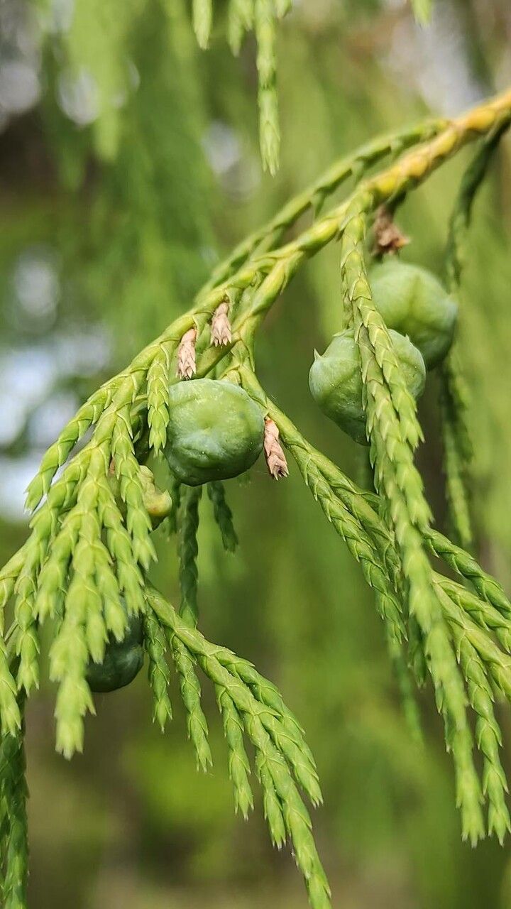 Juniperus flaccida fruit