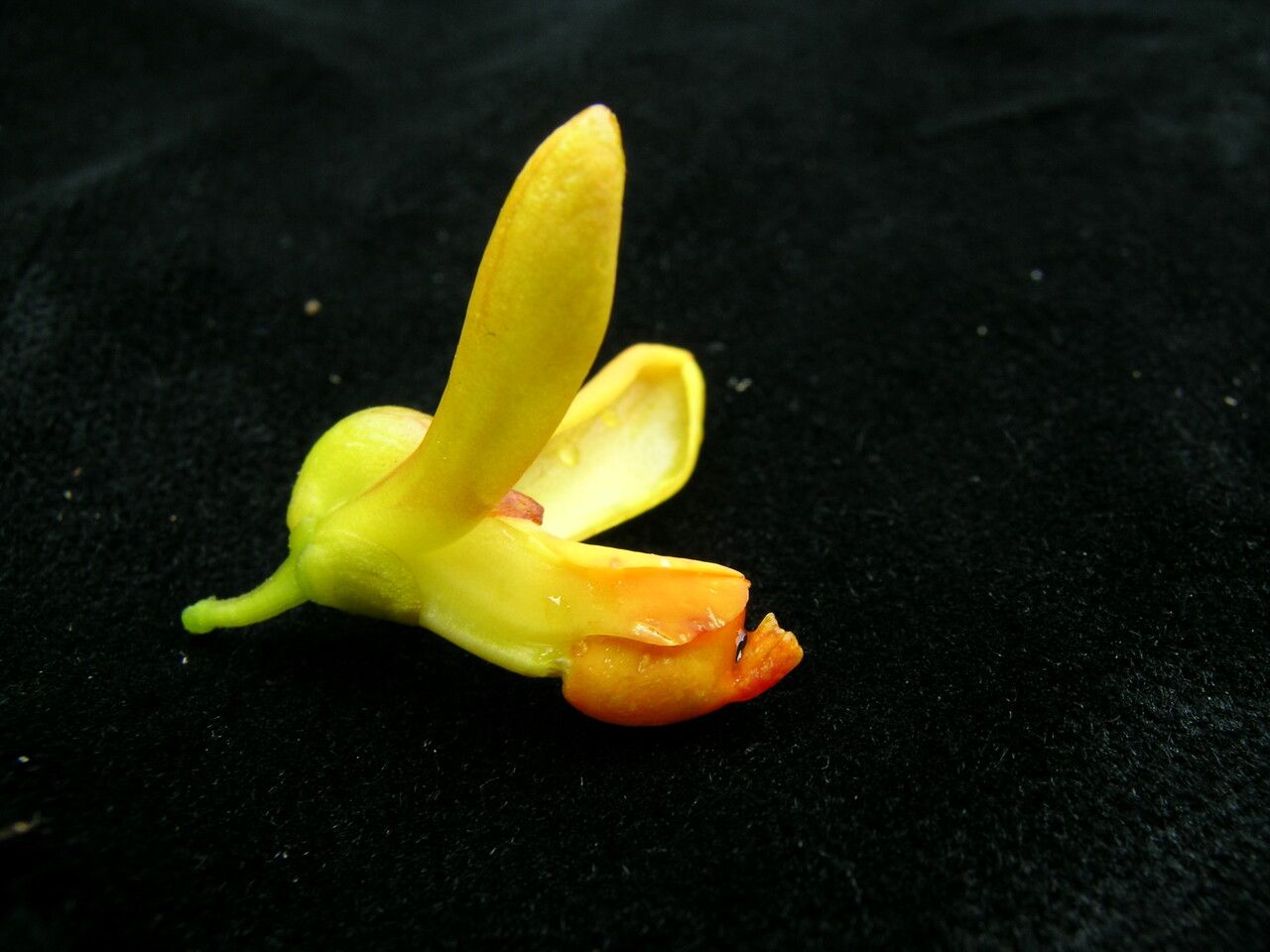 Polygala arillata — search result for 'Polygala'
