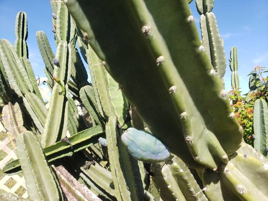 Cereus hexagonus fruit