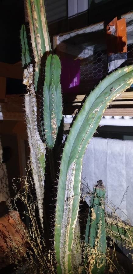 Echinopsis bridgesii fruit