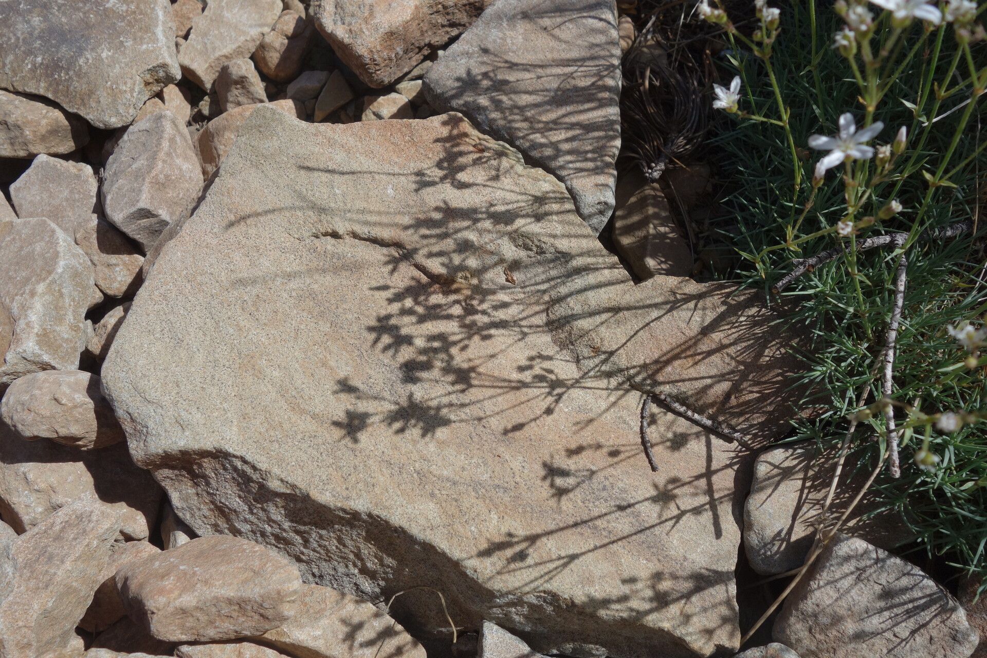 Minuartia nuttallii — houseplant care guide