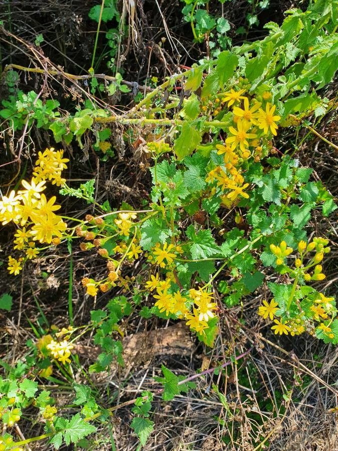 Cineraria deltoidea habit