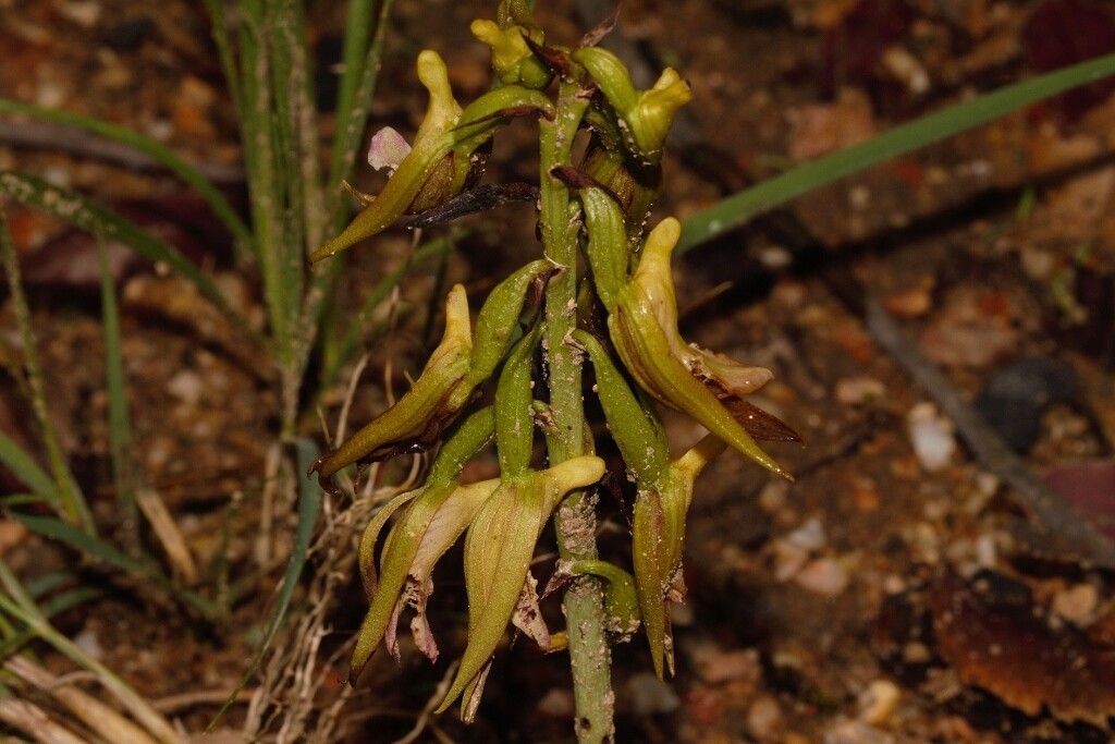 Eulophia nyasae — houseplant care guide